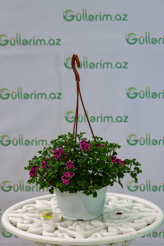 Geran (Pelargonium grandiflorum)