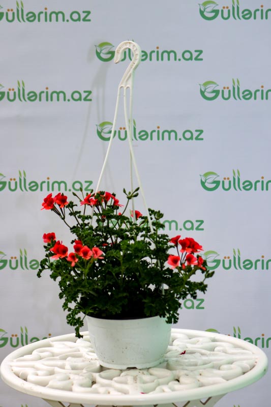 Geran bitkisi (Pelargonium)