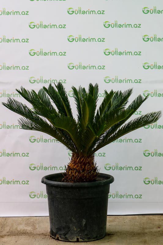 Sekas palma ağacı  (Cycas)
