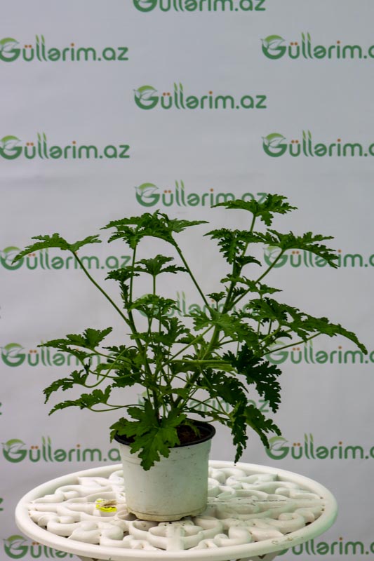 Ətirşah,Geranium (Pelargonium graveolens)