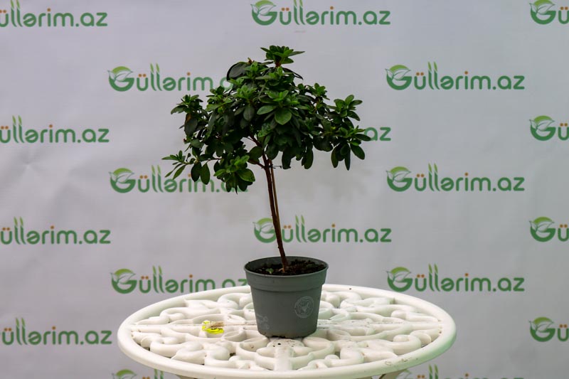 Schefflera bitkisi
