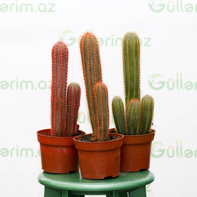 Pilosocereus Gounellei (Sütun Kaktus)