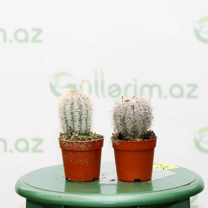 Kaktus (Echinocereus reichenbachii)