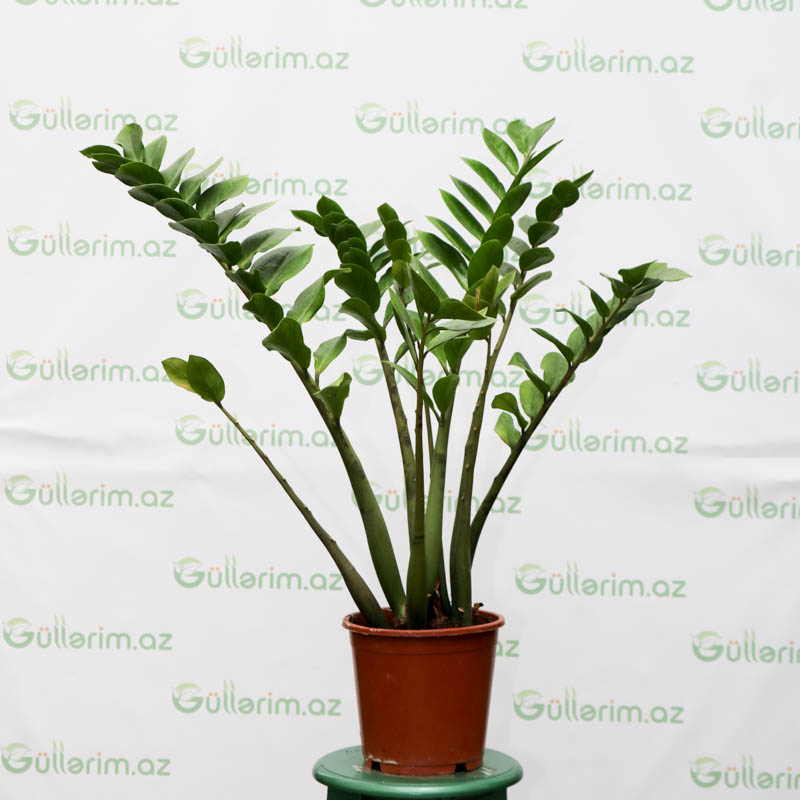 Zamioculcas (Zamia bitkisi) (Zamiokulkas)