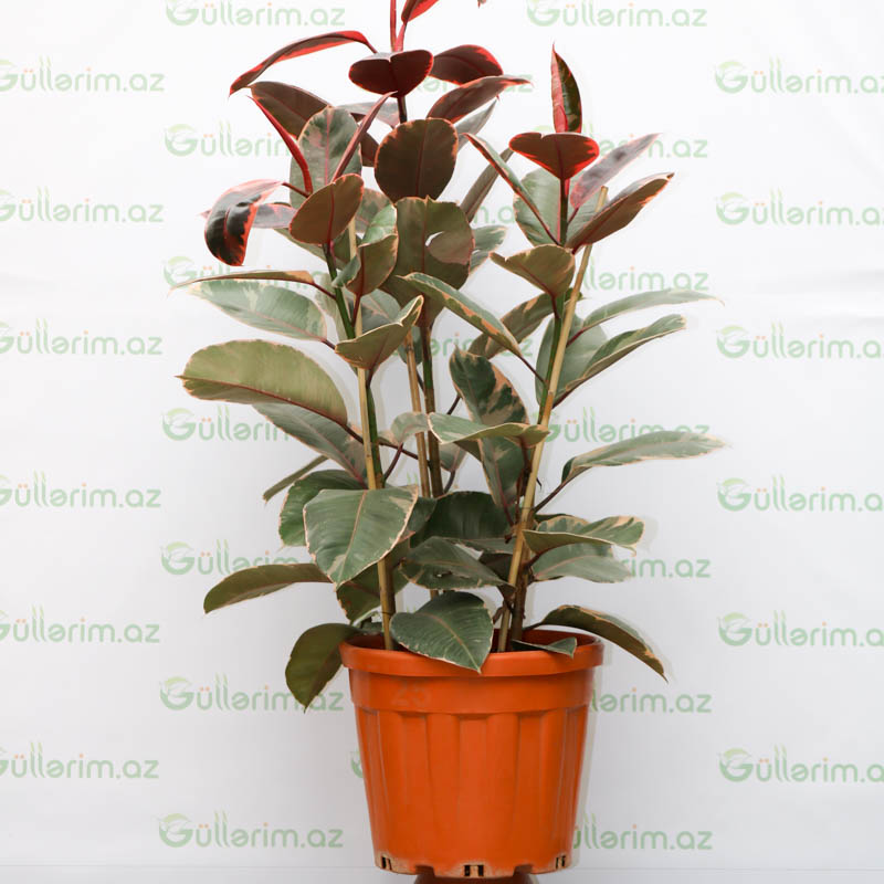 Ficus elastica red (Fikus Elastika qırmızı)