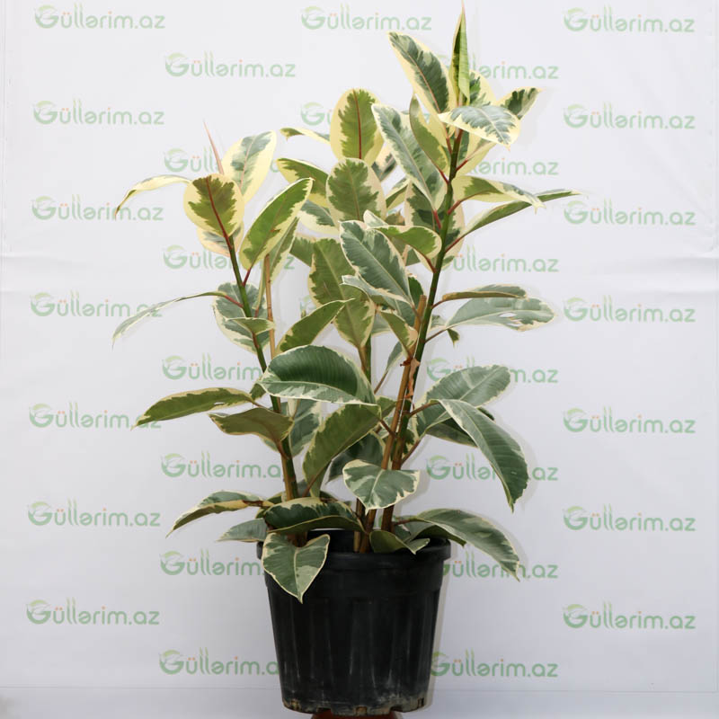 Ficus elastica Variegata (Fikus elastika Variegata)
