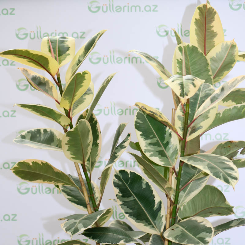 Ficus elastica Variegata (Fikus elastika Variegata)