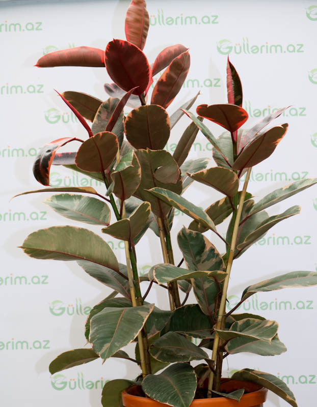 Ficus elastica red (Fikus Elastika qırmızı)