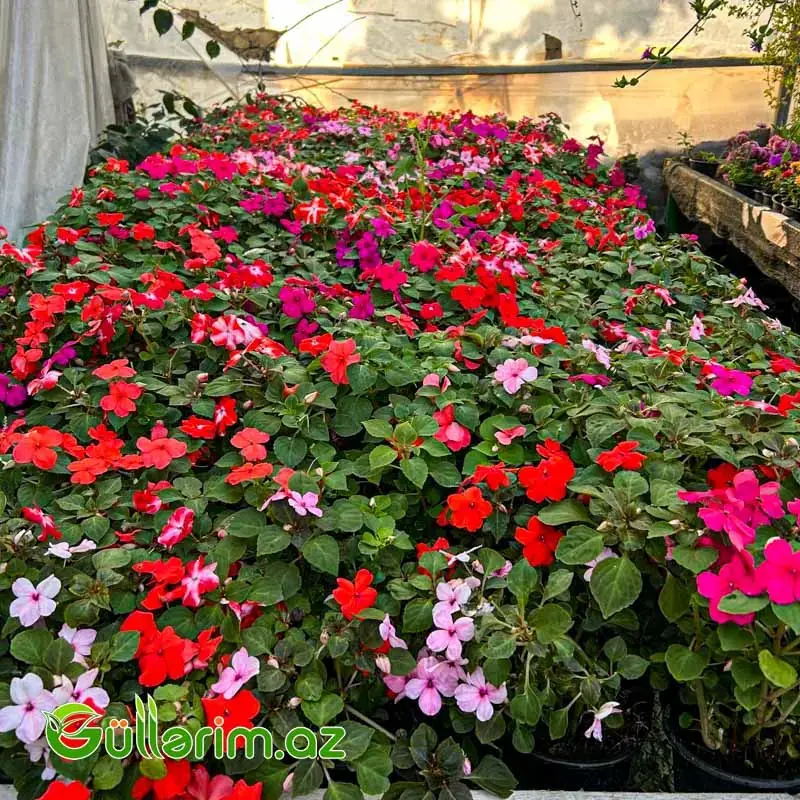 Balsamin (Impatiens)