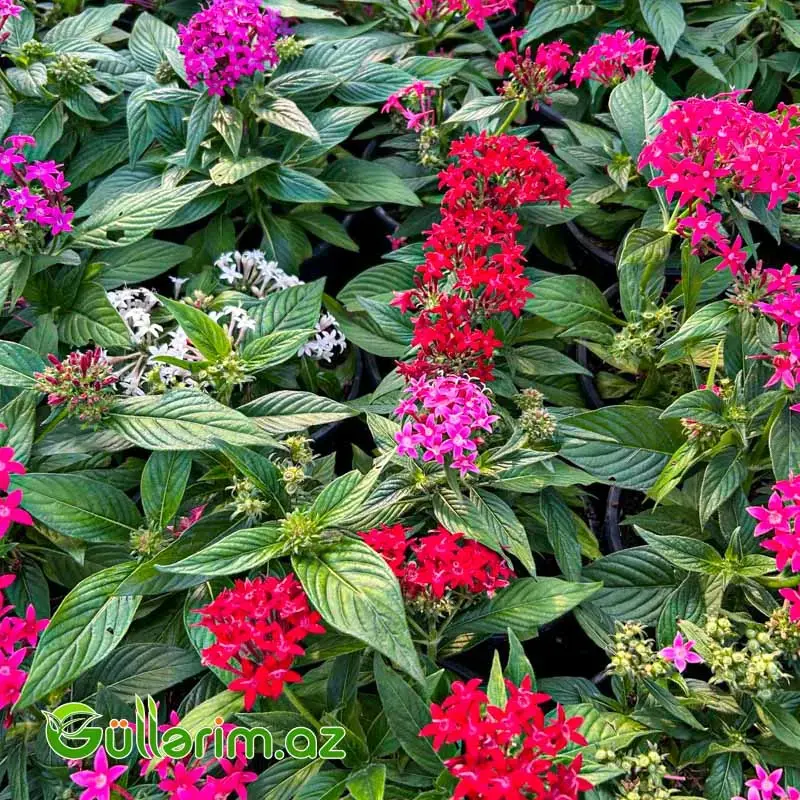 Pentas (Pentas Lanceolata / Ulduz Çiçəyi)