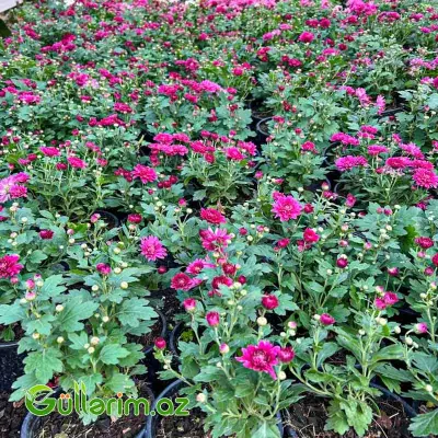 Xrizantema multiflora