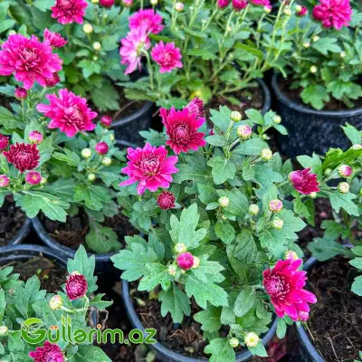 Xrizantema multiflora