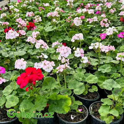 Qeranium (Pelargonium / Geranium)