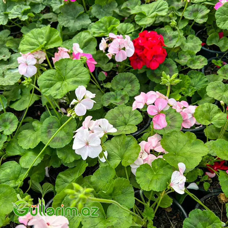 Qeranium (Pelargonium / Geranium)