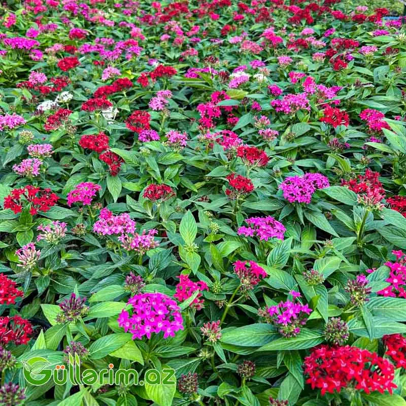 Pentas (Pentas Lanceolata / Ulduz Çiçəyi)