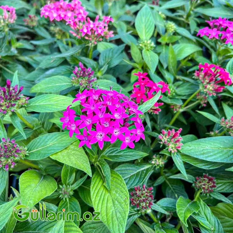 Pentas (Pentas Lanceolata / Ulduz Çiçəyi)