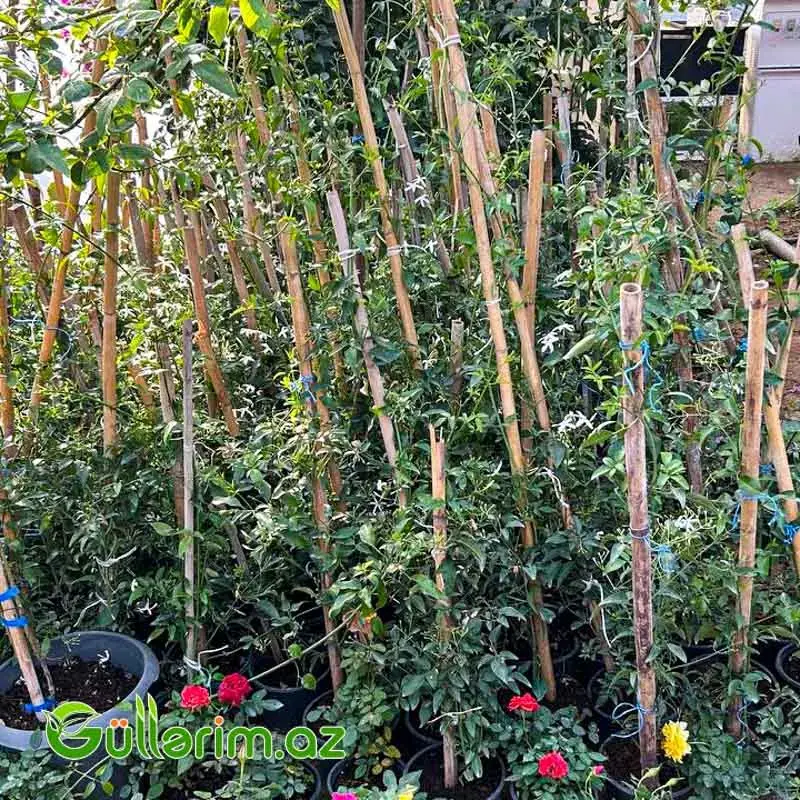 Yasəmən (Jasmine / Jasminum)