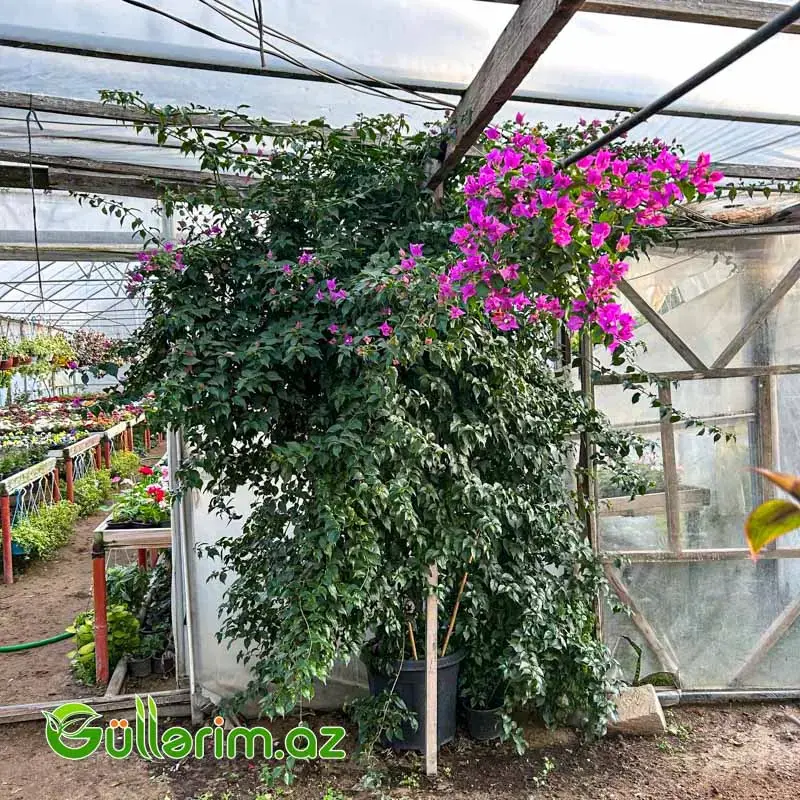 Bougainvillea – Bugenvi̇llea (Bənövşəyi)