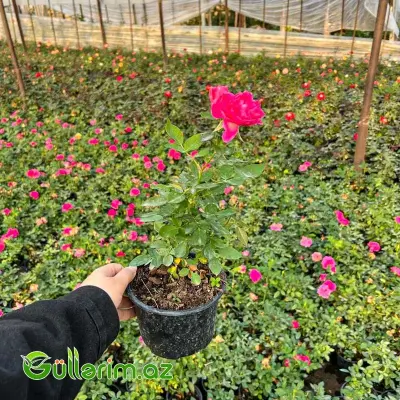 Karlik Qızılgül (Mini Rose)