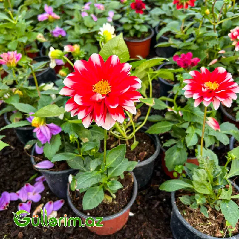 Dahlia (Dalya / Qerənfilgülü)