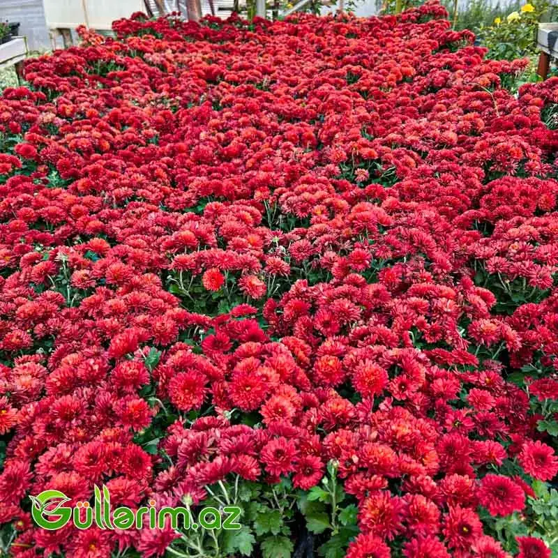 Xrizantema multiflora