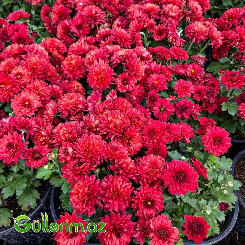 Xrizantema multiflora