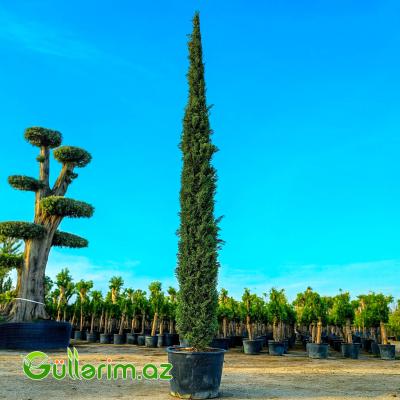 Cupressus sempervirens ‘Stricta’ (Şam ağacı-italyan sərvi)