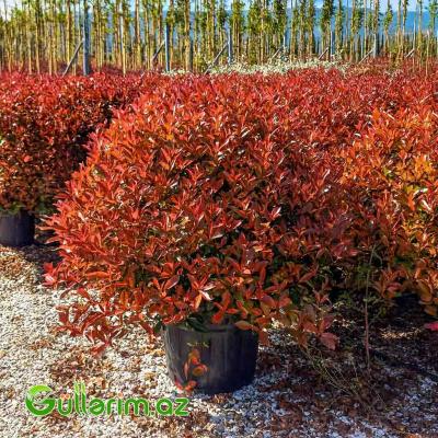 Photonia Qırmızı (Alov Ağacı)