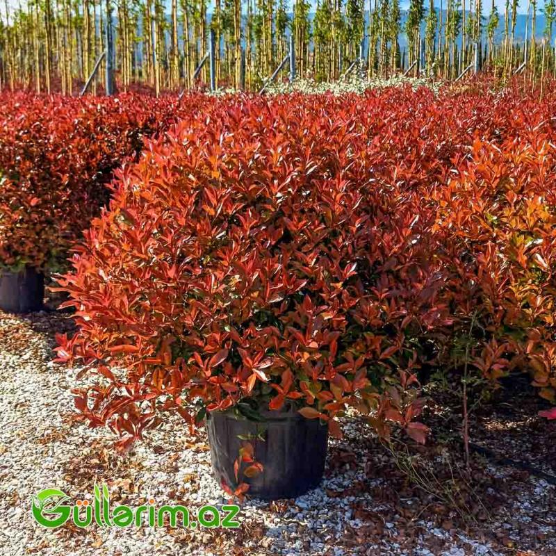 Photonia Qırmızı (Alov Ağacı)