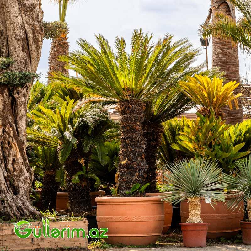 Xurma Palması (Phoenix dactylifera)