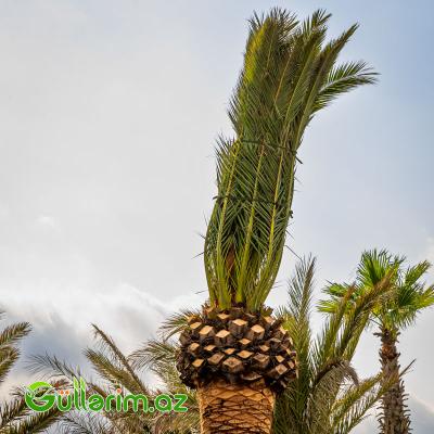 Xurma Palması (Phoenix dactylifera)