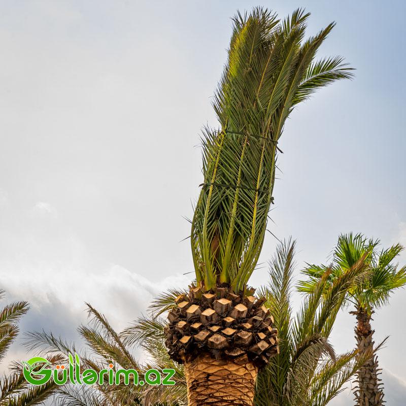 Xurma Palması (Phoenix dactylifera)