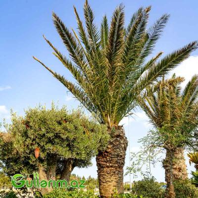 Xurma Palması (Phoenix dactylifera)