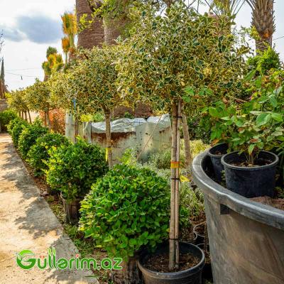 Çoban Püskülü (Ilex aquifolium)