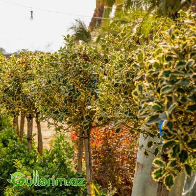 Çoban Püskülü (Ilex aquifolium)