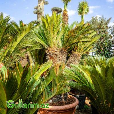 Xurma Palması (Phoenix dactylifera)