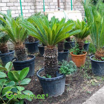 Sekas Palması (Cycas revoluta –Sekas)