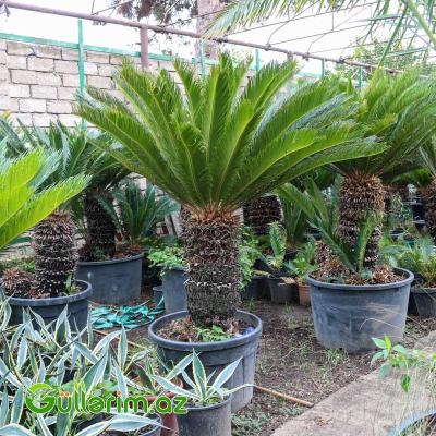 Sekas Palması (Cycas revoluta –Sekas)