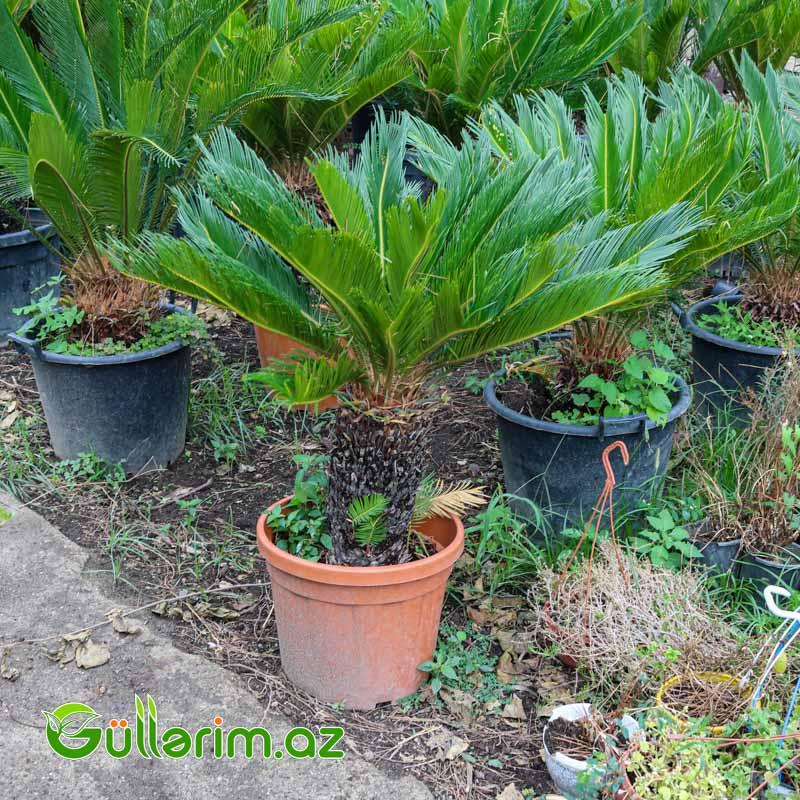 Sekas Palması (Cycas revoluta –Sekas)