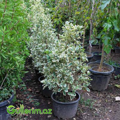 Yapon Euonimusu (Euonymus japonicus ‘Variegatus’)