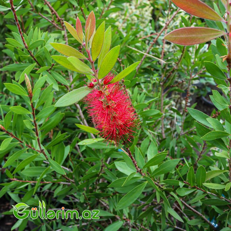 Kalistamon (Fırçaçiçək-Callistemon citrinus)
