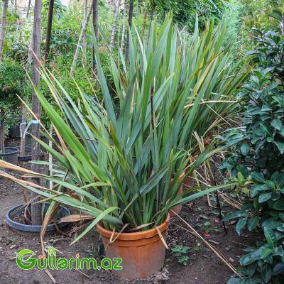 Yeni Zelandiya flaksı (Phormium tenax)