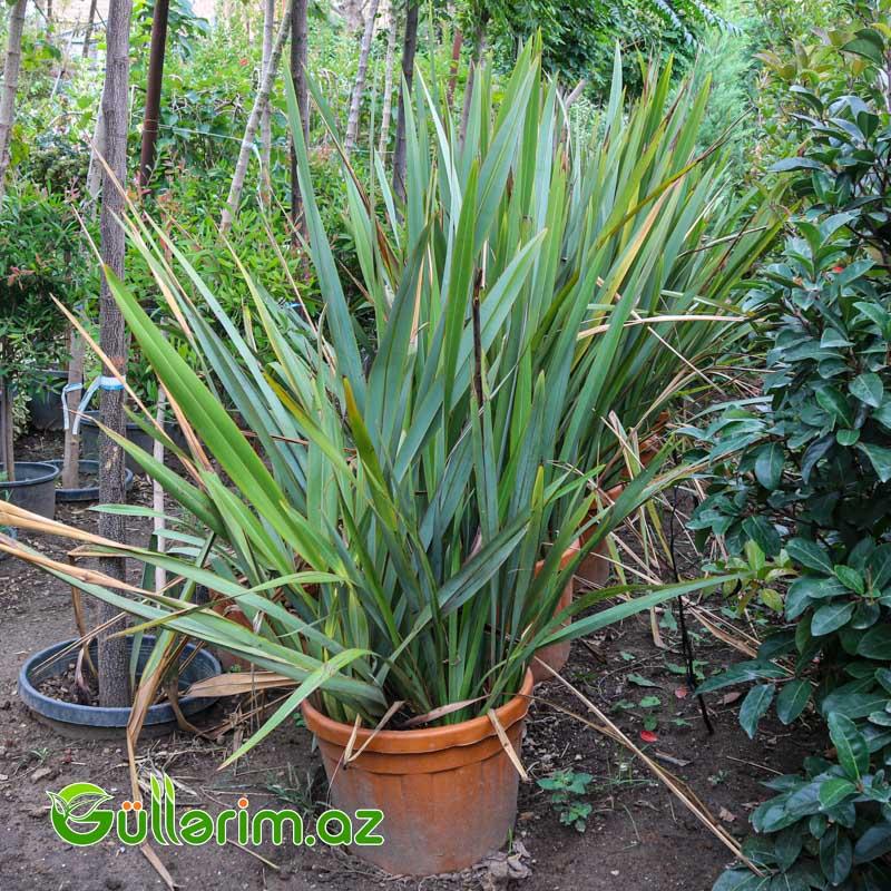 Yeni Zelandiya flaksı (Phormium tenax)