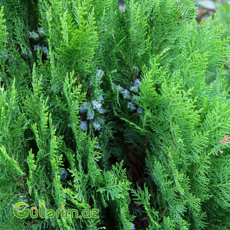 Tuya (Thuja orientalis)