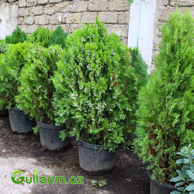 Tuya (Thuja orientalis)