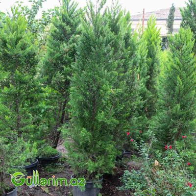 Limon Servi (Cupressus macrocarpa 'Goldcrest')