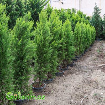 Limon Servi (Cupressus macrocarpa 'Goldcrest')