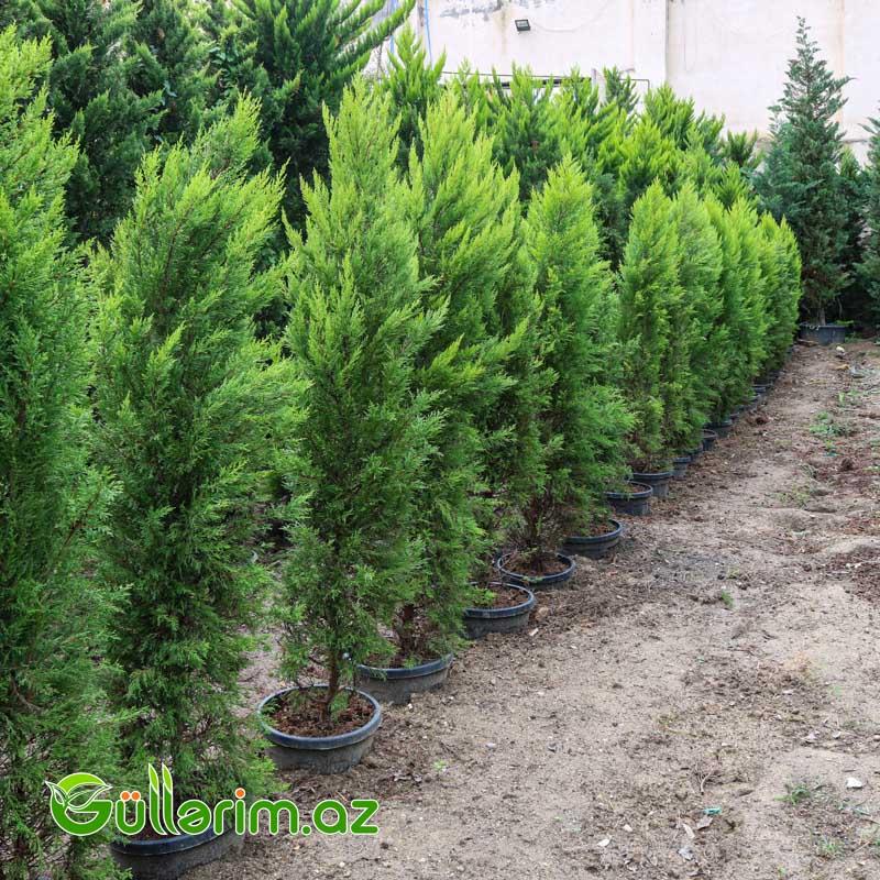 Limon Servi (Cupressus macrocarpa 'Goldcrest')