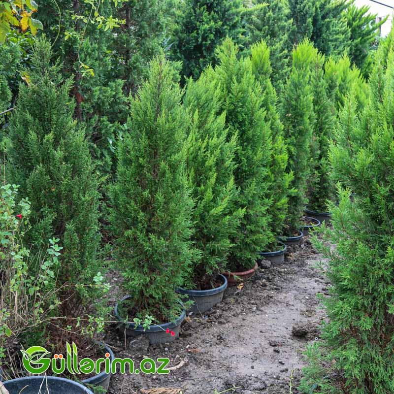 Limon Servi (Cupressus macrocarpa 'Goldcrest')