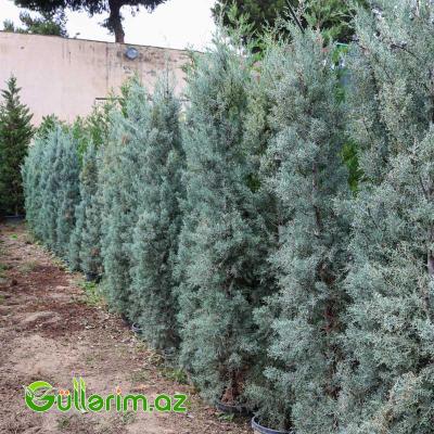 Arizona kiparis (Cupressus arizonica)